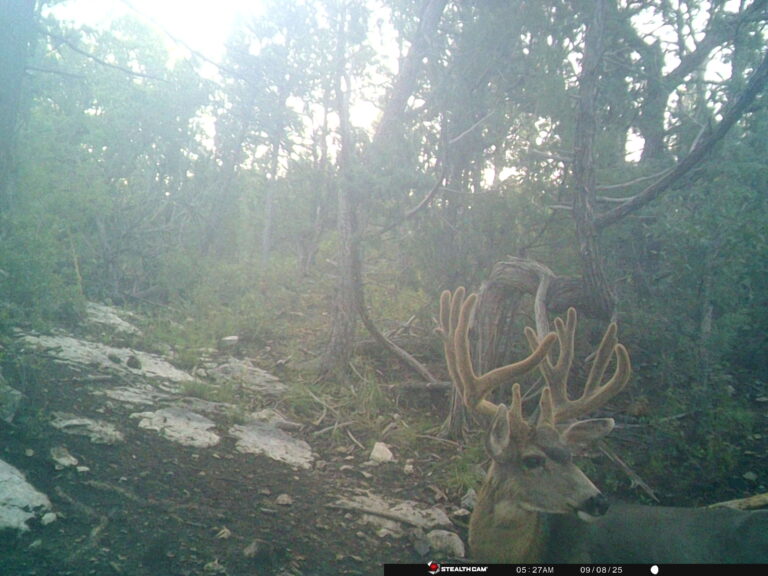 Mule Deer Velvet